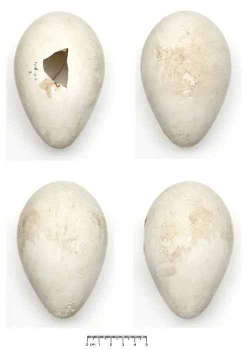 Framed Print : Aptenodytes forsteri, Emperor Penguin egg Framed Print : Aptenodytes forsteri, Emperor Penguin egg