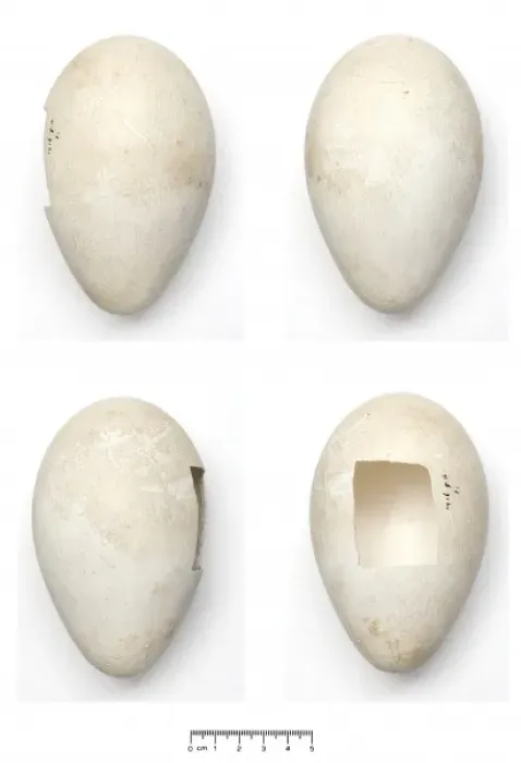 Framed Print : Aptenodytes forsteri, Emperor Penguin egg Framed Print : Aptenodytes forsteri, Emperor Penguin egg