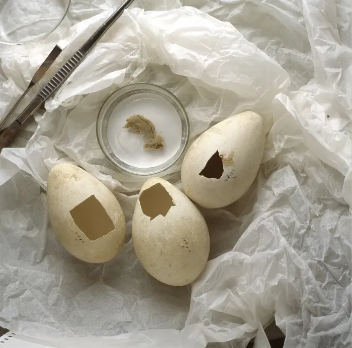 Framed Print : Aptenodytes forsteri, Emperor penguin eggs Framed Print : Aptenodytes forsteri, Emperor penguin eggs