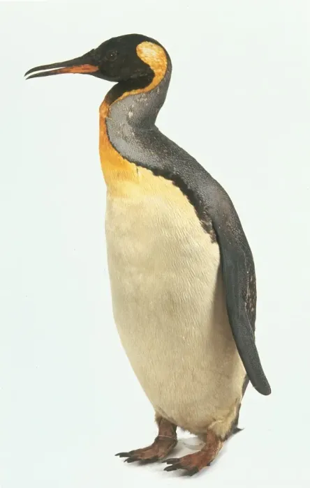 Framed Print : Aptenodytes patagonicus, king penguin Framed Print : Aptenodytes patagonicus, king penguin