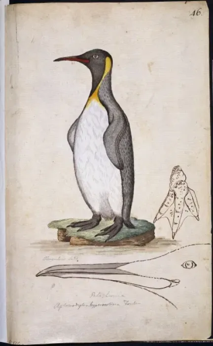 Framed Print : Aptenodytes patagonicus, king penguin Framed Print : Aptenodytes patagonicus, king penguin