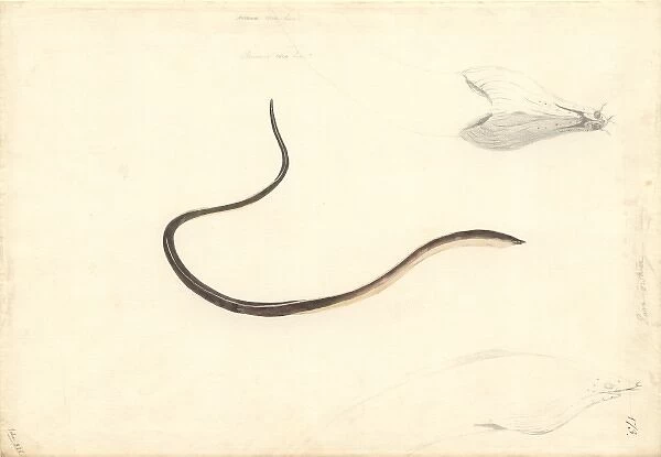 Apterichtus caecus, European finless eel