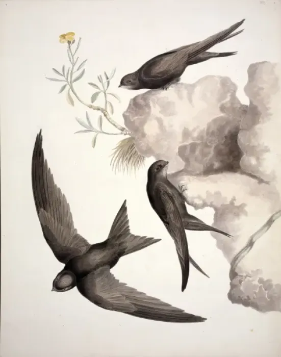 Framed Print : Apus apus, common swift Framed Print : Apus apus, common swift