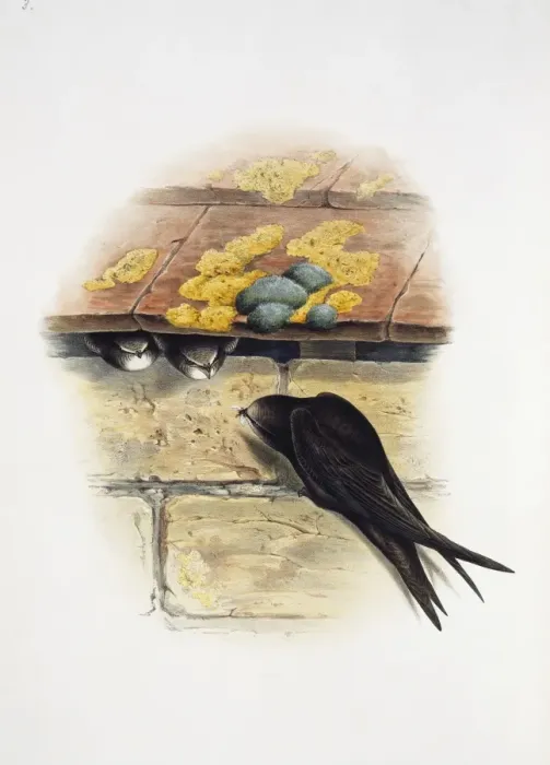 Framed Print : Apus apus, common swift Framed Print : Apus apus, common swift