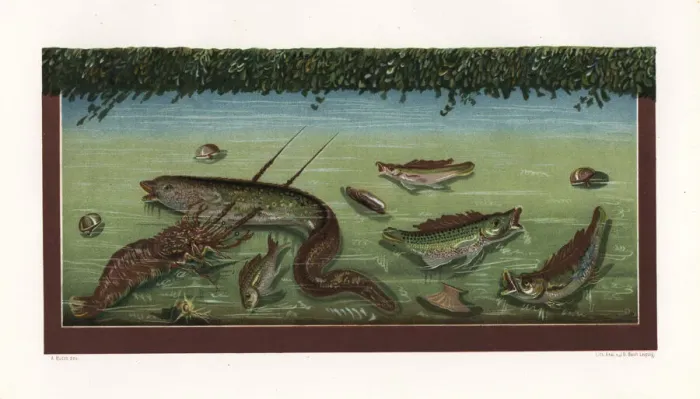 Framed Print : Aquarium with fish and lobster from the House Framed Print : Aquarium with fish and lobster from the House