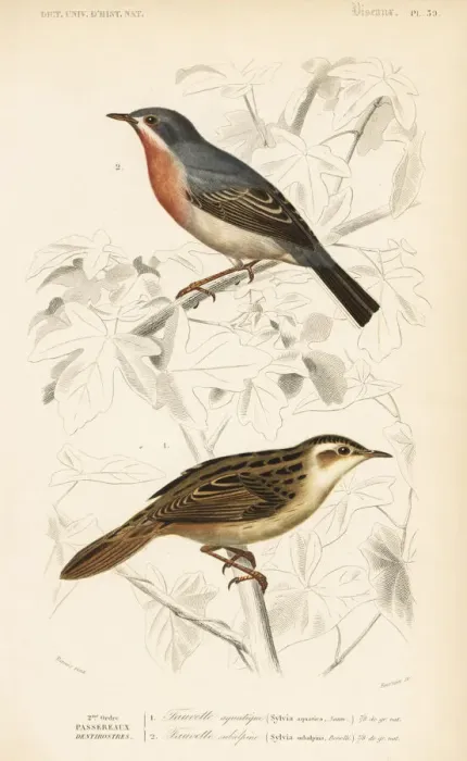 Framed Print : Aquatic warbler and subalpine or Moltonis warbler Framed Print : Aquatic warbler and subalpine or Moltonis warbler