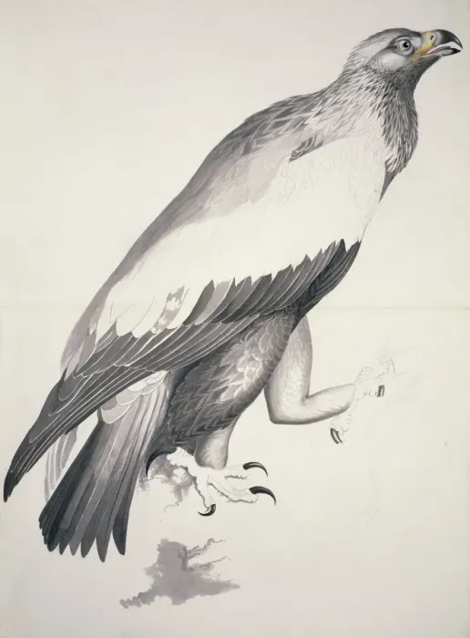 Framed Print : Aquila chrysaetos, golden eagle Framed Print : Aquila chrysaetos, golden eagle