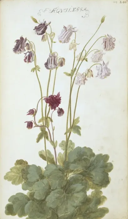 Framed Print : Aquilegia. Page 246 (247) from Flora Exotica (1720) by Johann Gottfried Simula Framed Print : Aquilegia. Page 246 (247) from Flora Exotica (1720) by Johann Gottfried Simula
