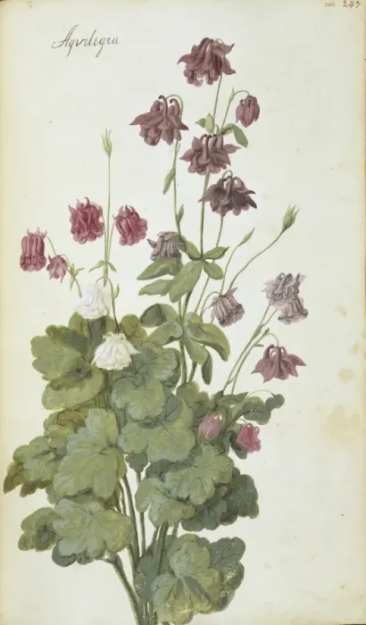 Framed Print : Aquilegia. Page 247 (248) from Flora Exotica (1720) by Johann Gottfried Simula Framed Print : Aquilegia. Page 247 (248) from Flora Exotica (1720) by Johann Gottfried Simula