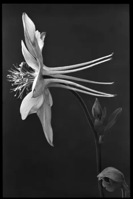 Framed Print : Aquilegia Caerulea (Colorado Blue Columbine) Framed Print : Aquilegia Caerulea (Colorado Blue Columbine)