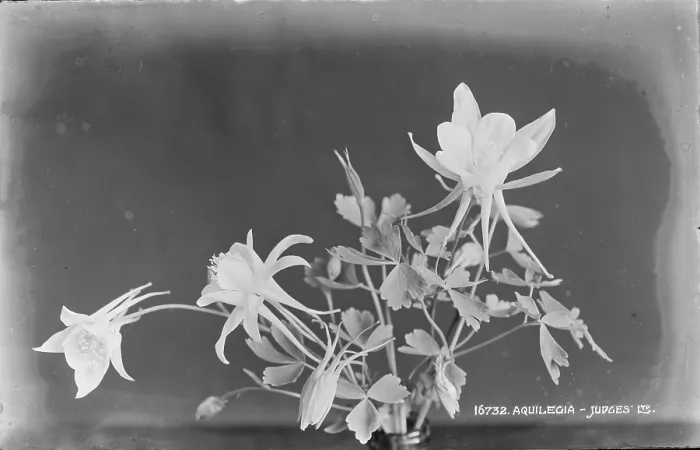 Framed Print : Aquilegia Flowers Framed Print : Aquilegia Flowers