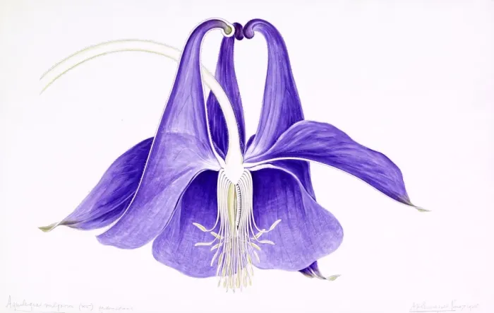 Framed Print : Aquilegia vulgaris, European columbine Framed Print : Aquilegia vulgaris, European columbine