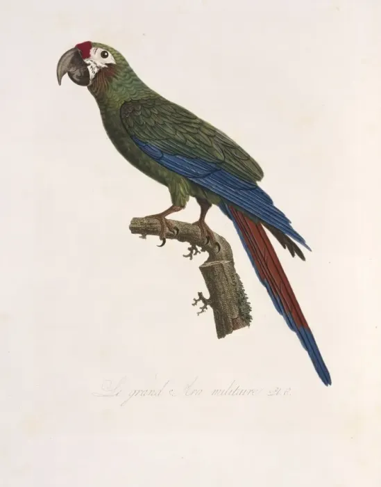 Framed Print : Ara ambiguus, great green macaw Framed Print : Ara ambiguus, great green macaw