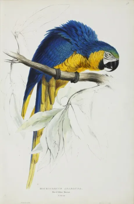 Framed Print : Ara araurana, blue and yellow maccaw Framed Print : Ara araurana, blue and yellow maccaw