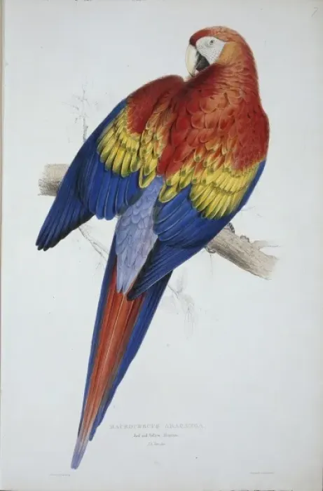 Framed Print : Ara macao, scarlet macaw Framed Print : Ara macao, scarlet macaw