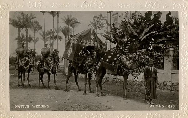Arab wedding with camels, Egypt