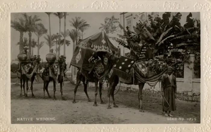 Framed Print : Arab wedding with camels, Egypt Framed Print : Arab wedding with camels, Egypt