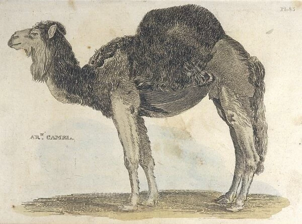 Arabian Camel 1814. Arabian camel