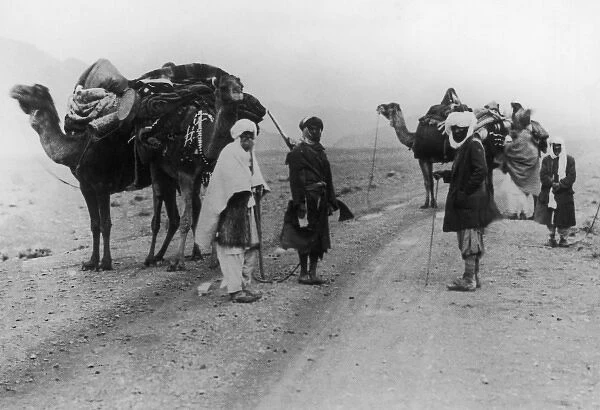 Arabian Camel Caravan