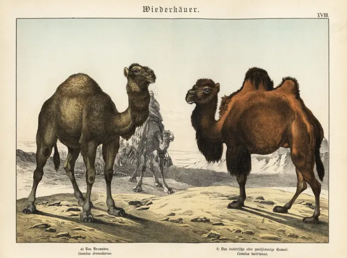 Framed Print : Arabian camel and critically endangered Bactrian camel Framed Print : Arabian camel and critically endangered Bactrian camel