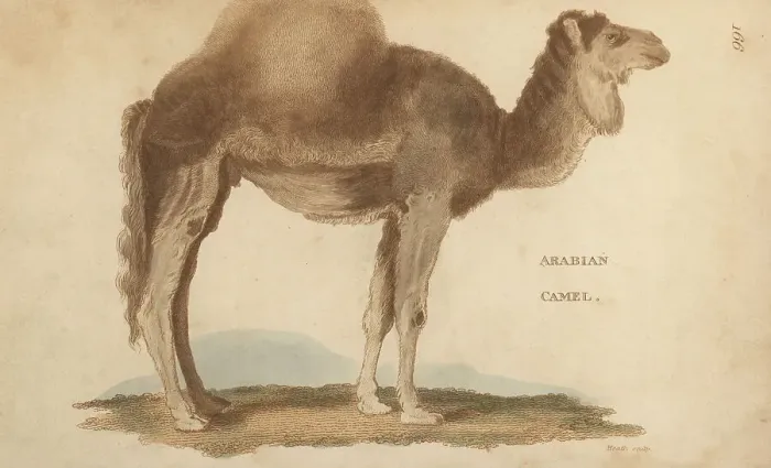 Framed Print : Arabian camel or dromedary, Camelus dromedarius Framed Print : Arabian camel or dromedary, Camelus dromedarius