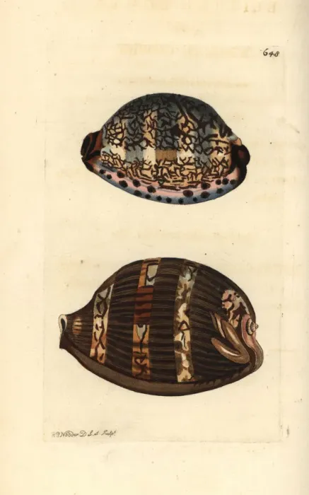 Framed Print : Arabian cowry varieties, Mauritia arabica Framed Print : Arabian cowry varieties, Mauritia arabica