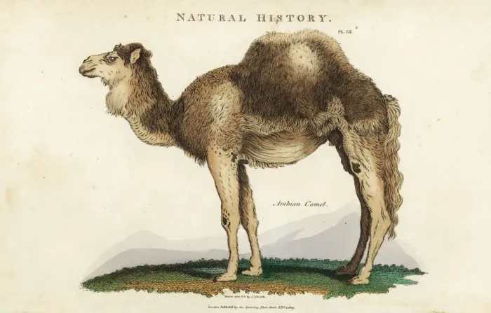 Framed Print : Arabian, dromedary or one-humped camel, Camelus dromedarius Framed Print : Arabian, dromedary or one-humped camel, Camelus dromedarius