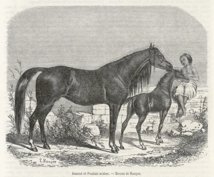 Framed Print : Arabian Horse 1861 Framed Print : Arabian Horse 1861