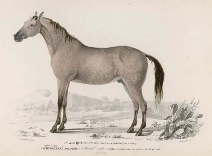Framed Print : Arabian Horse Framed Print : Arabian Horse