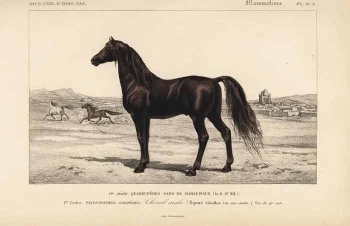Framed Print : Arabian horse, Equus ferus caballus Framed Print : Arabian horse, Equus ferus caballus