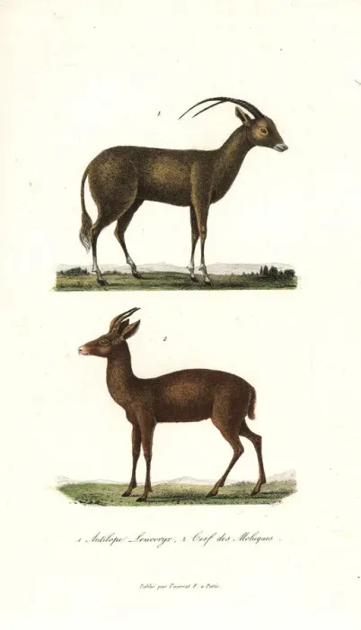 Framed Print : Arabian oryx and Javan rusa deer Framed Print : Arabian oryx and Javan rusa deer