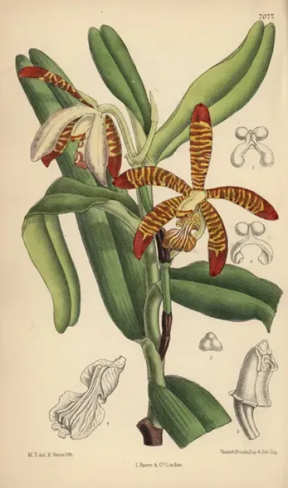 Framed Print : Arachnanthe clarkei, striped orchid of Framed Print : Arachnanthe clarkei, striped orchid of