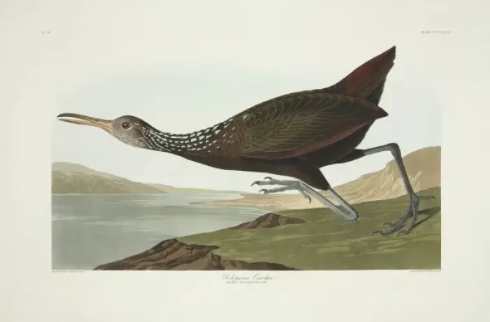 Framed Print : Aramus guarauna, limpkin Framed Print : Aramus guarauna, limpkin