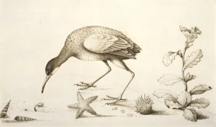 Framed Print : Aramus guarauna pictus, limpkin Framed Print : Aramus guarauna pictus, limpkin