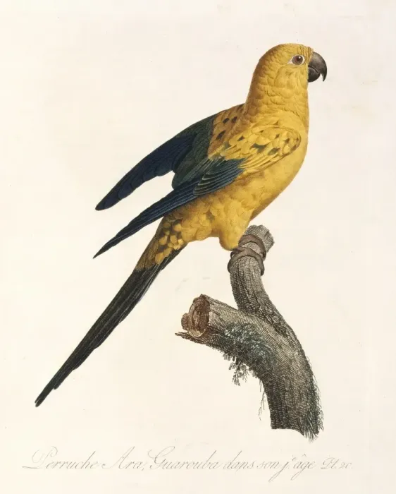 Framed Print : Aratinga solistaris, sun parakeet Framed Print : Aratinga solistaris, sun parakeet