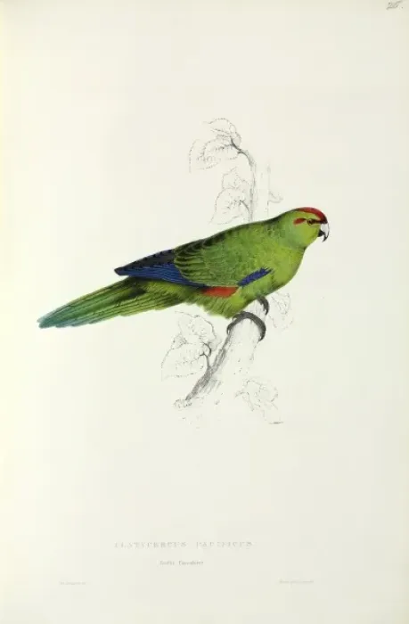 Framed Print : Aratinga strenua, Pacific parakeet Framed Print : Aratinga strenua, Pacific parakeet