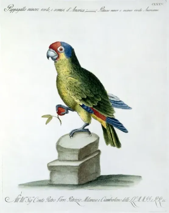 Framed Print : Aratinga wagleri minor, scarlet-fronted parakeet Framed Print : Aratinga wagleri minor, scarlet-fronted parakeet