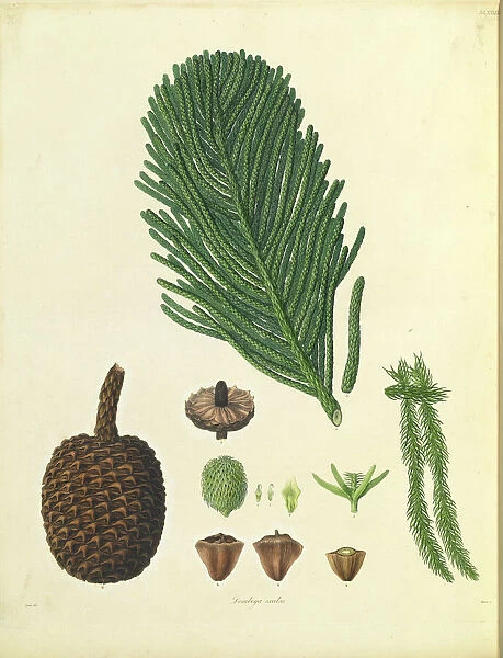 Araucaria columnaris & A. heterophyllo