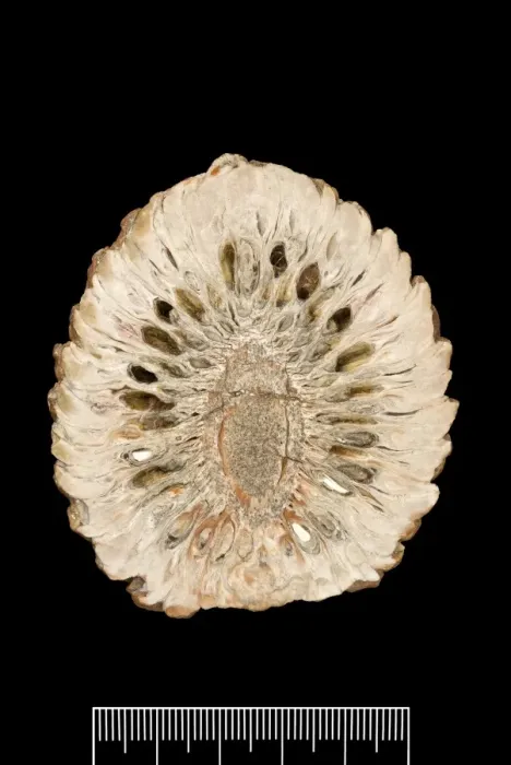 Framed Print : Araucaria mirabilis, pine cone Framed Print : Araucaria mirabilis, pine cone