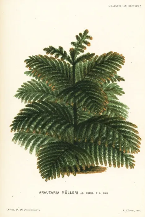 Framed Print : Araucaria muelleri conifer tree Framed Print : Araucaria muelleri conifer tree