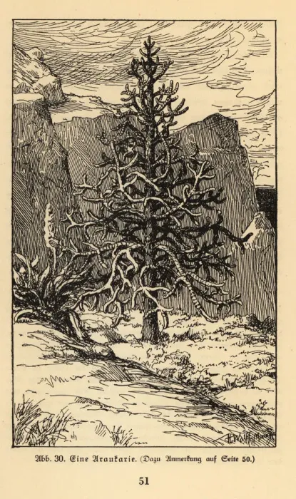 Framed Print : Araucaria tree Framed Print : Araucaria tree