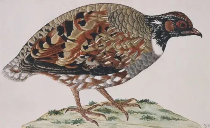 Framed Print : Arborophila torqueola, common hill partridge Framed Print : Arborophila torqueola, common hill partridge