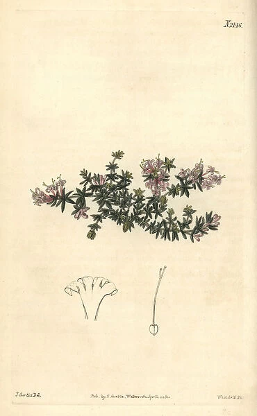 Arcadian woodruff, Asperula arcadiensis