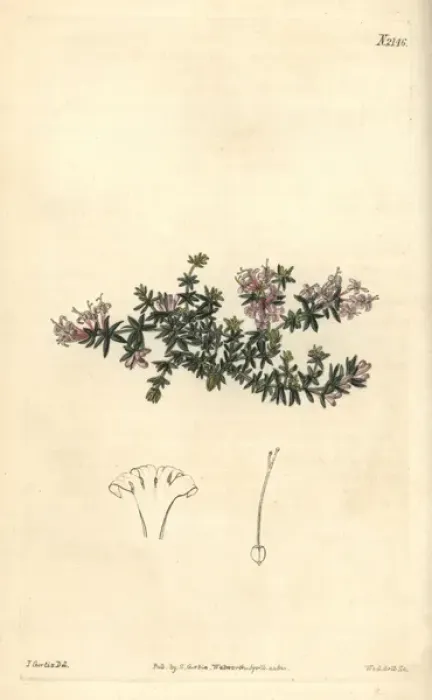Framed Print : Arcadian woodruff, Asperula arcadiensis Framed Print : Arcadian woodruff, Asperula arcadiensis