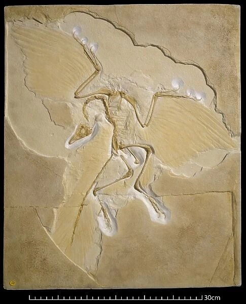 Archaeopteryx [Berlin specimen]
