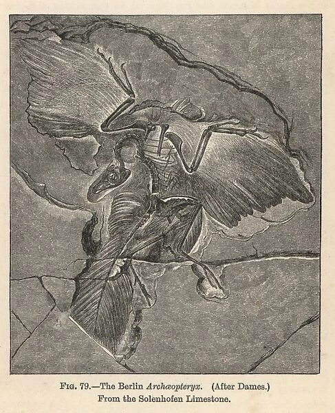 Archaeopteryx lithographica, Berlin specimen