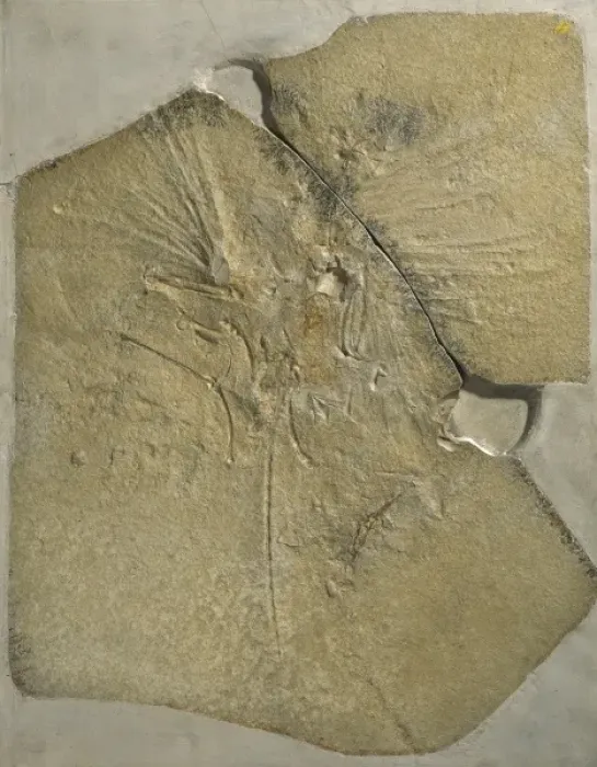 Framed Print : Archaeopteryx lithographica [London specimen]