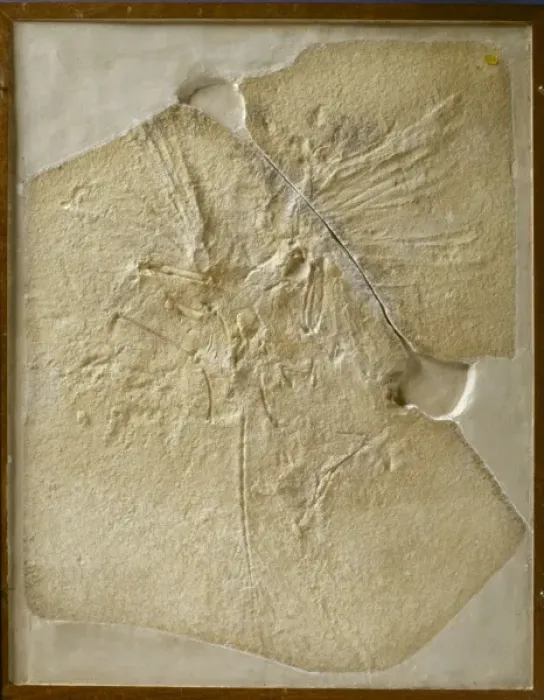Framed Print : Archaeopteryx lithographica [London specimen]