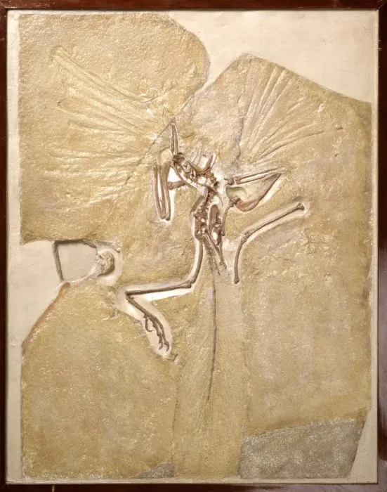 Framed Print : Archaeopteryx lithographica [London specimen]