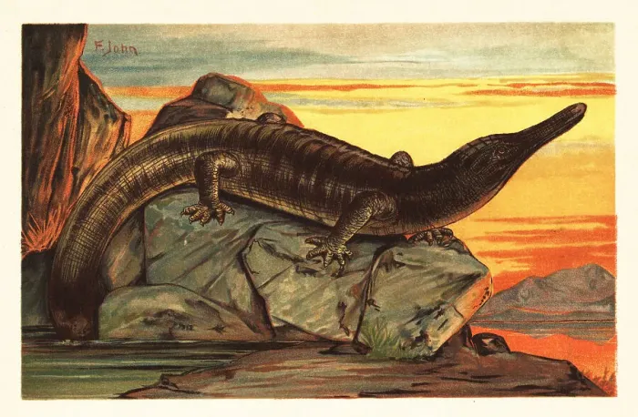 Framed Print : Archegosaurus decheni basking on a rock Framed Print : Archegosaurus decheni basking on a rock